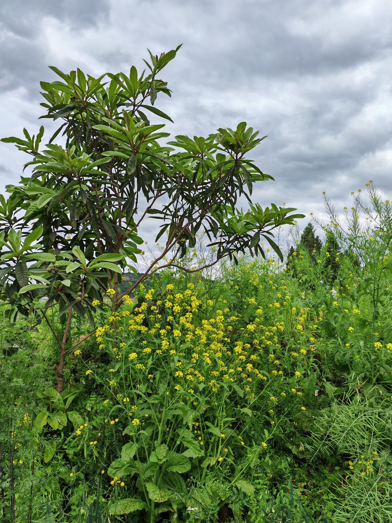 用照片记录家乡的美景匆匆回了一趟老家，感觉家乡随手一拍都是美景。虽然那时是阴天，