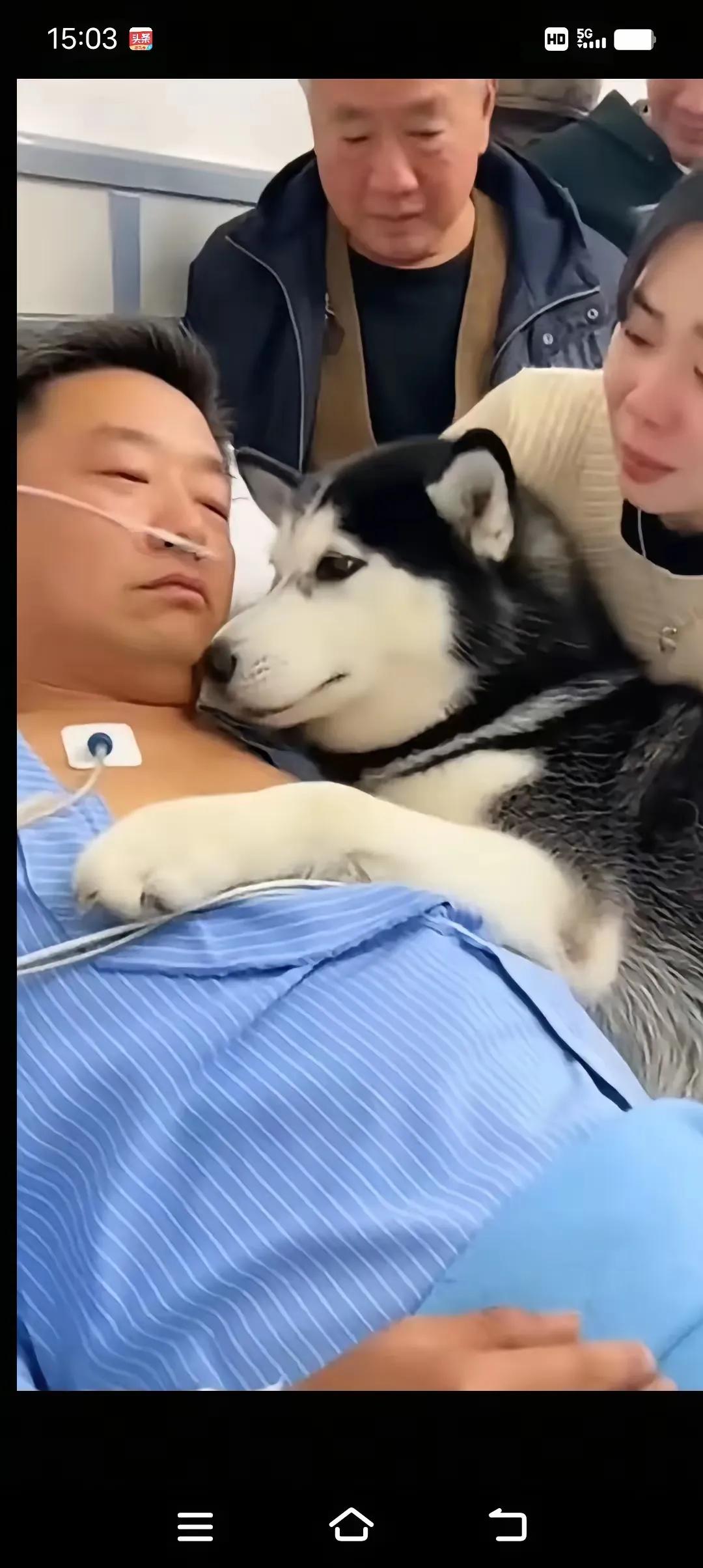 硬汉丈夫弥留之际的最后心愿，不是金银财宝，不是未了遗憾，而是再见一眼家里的狗狗。