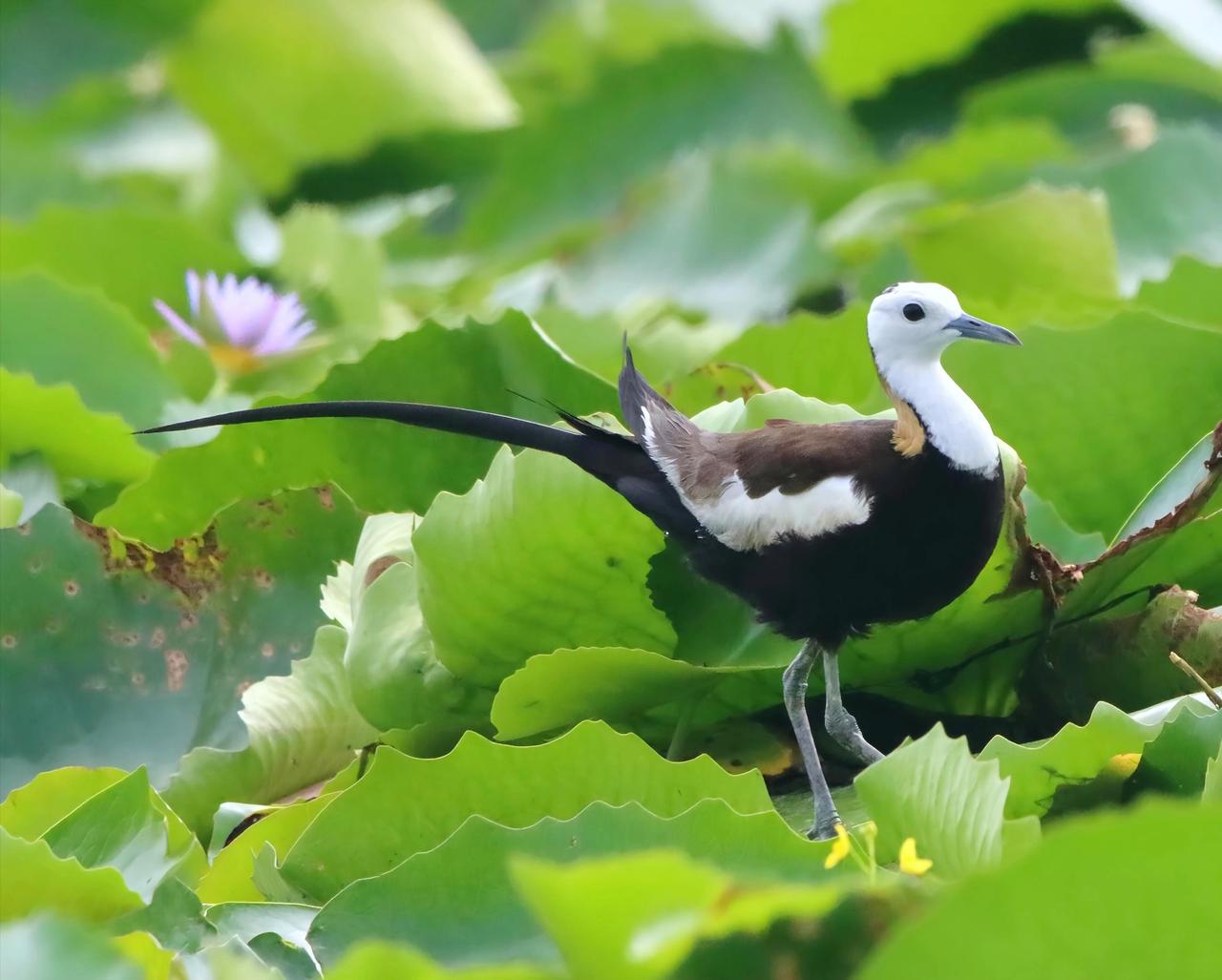 美丽的凌波仙子