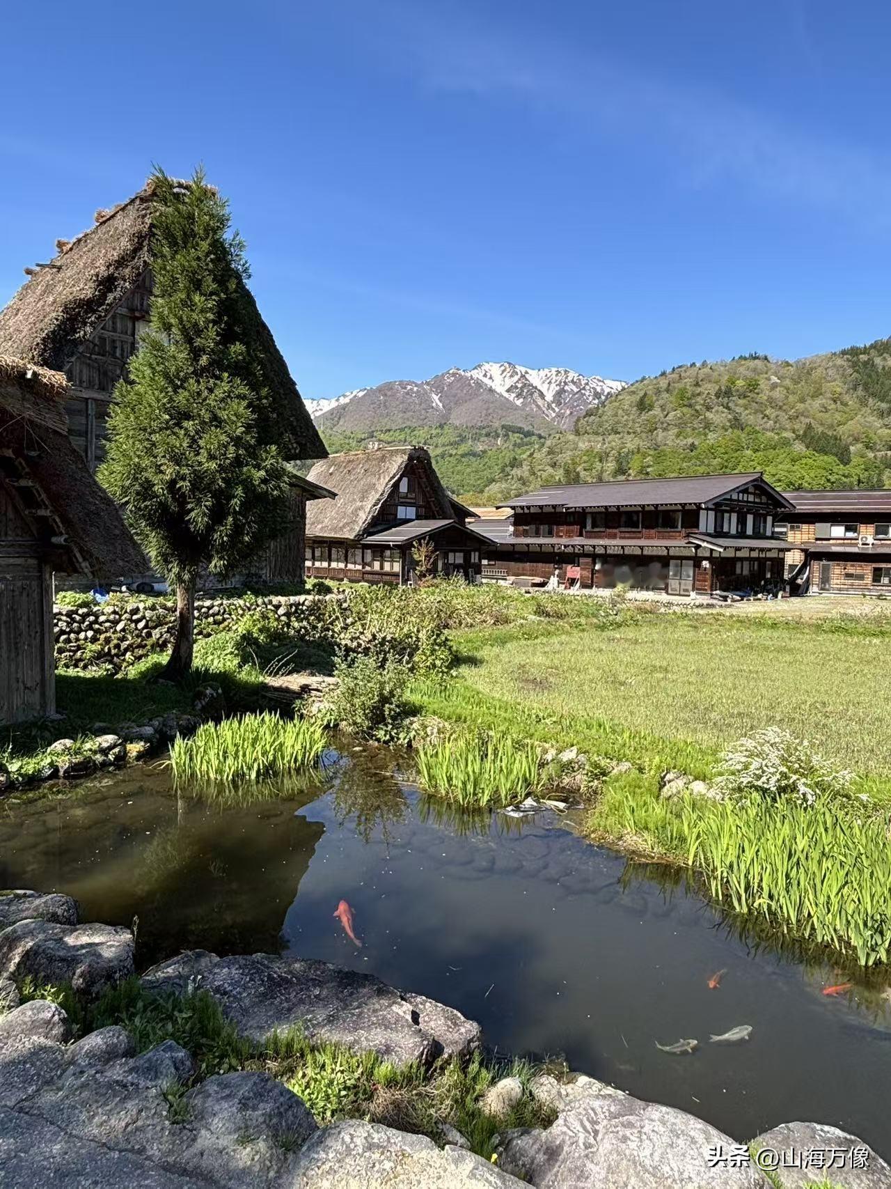用“山青水秀”来形容应该很恰当！已经4月中旬了，这里的樱花还开着呢。高山上依