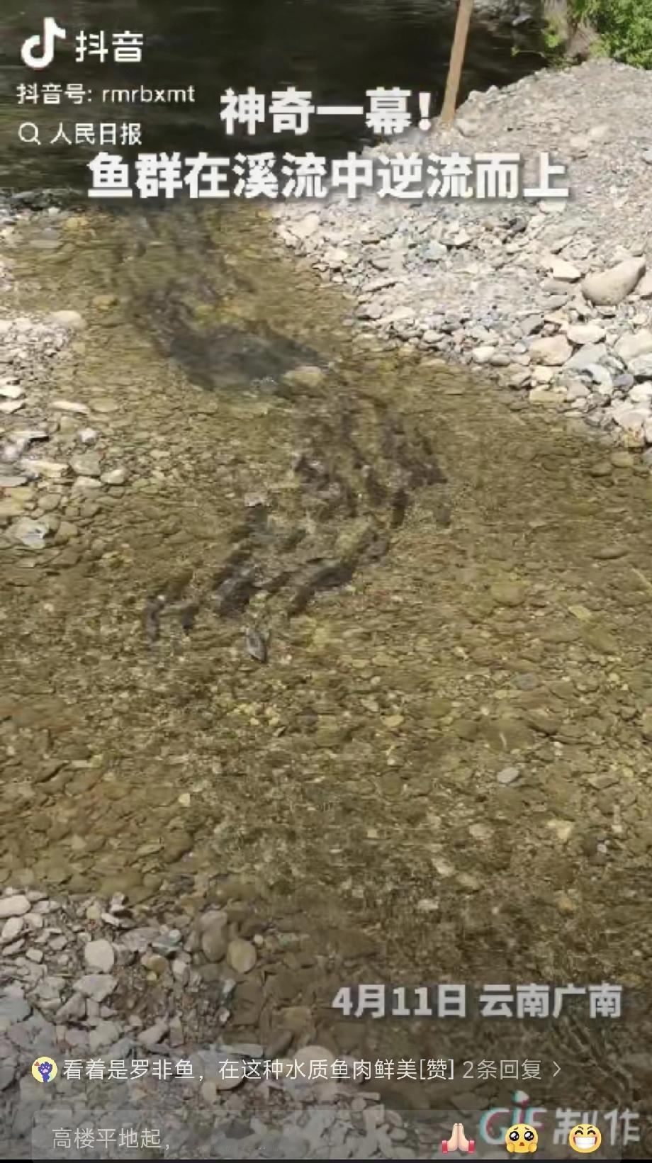 这鱼群做梦都没想到它上人民日报了！”云南广南，一女子在溪边散步，不料刚走到浅滩旁