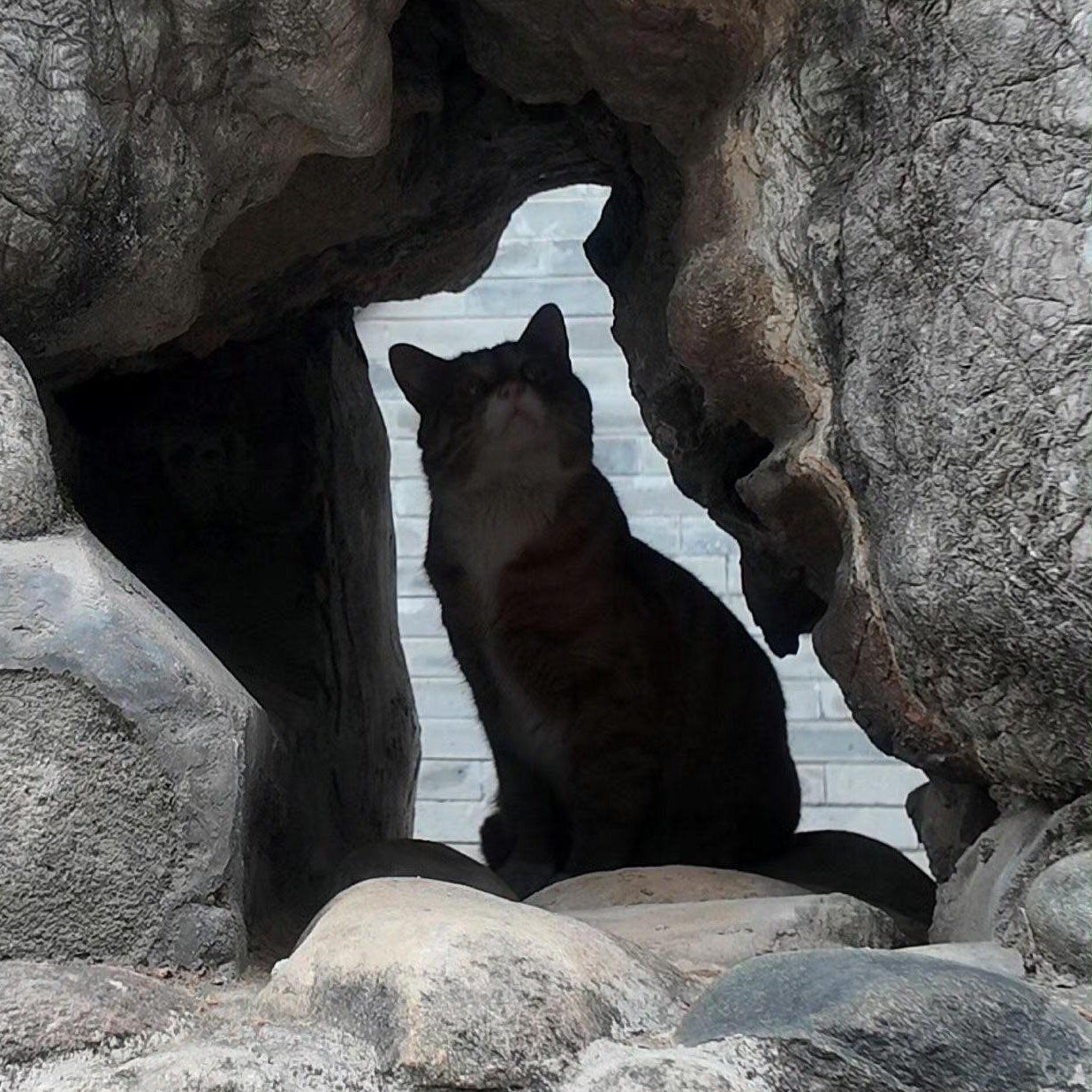 小猫发现了一块岩石，它的形状与小猫的身体完美契合