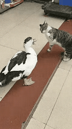 狸花猫的“手下留情”，遇上鸭子的“不懂分寸”，这才是跨物种相处的真实写照啊！