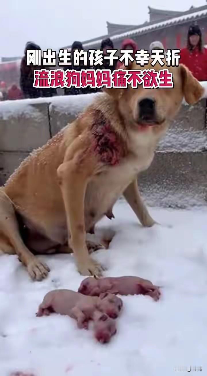 太惨了！这天一位阿姨所在的城市下了大雪，她穿着羽绒服去菜场买菜，可当她走到一个公