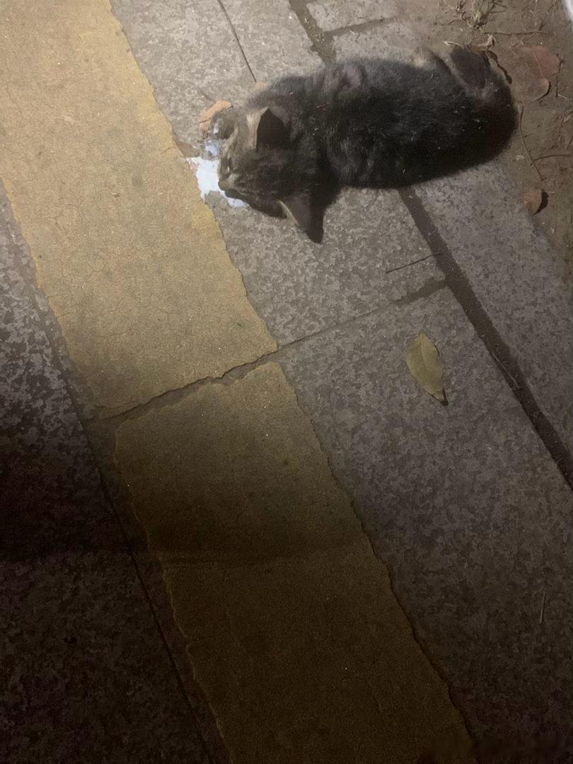 晚上散步路边上看见的小猫被车撞了应该不知道是自己爬到路边的还是有好心人给它拎到路边的一直在喵喵叫眼睛