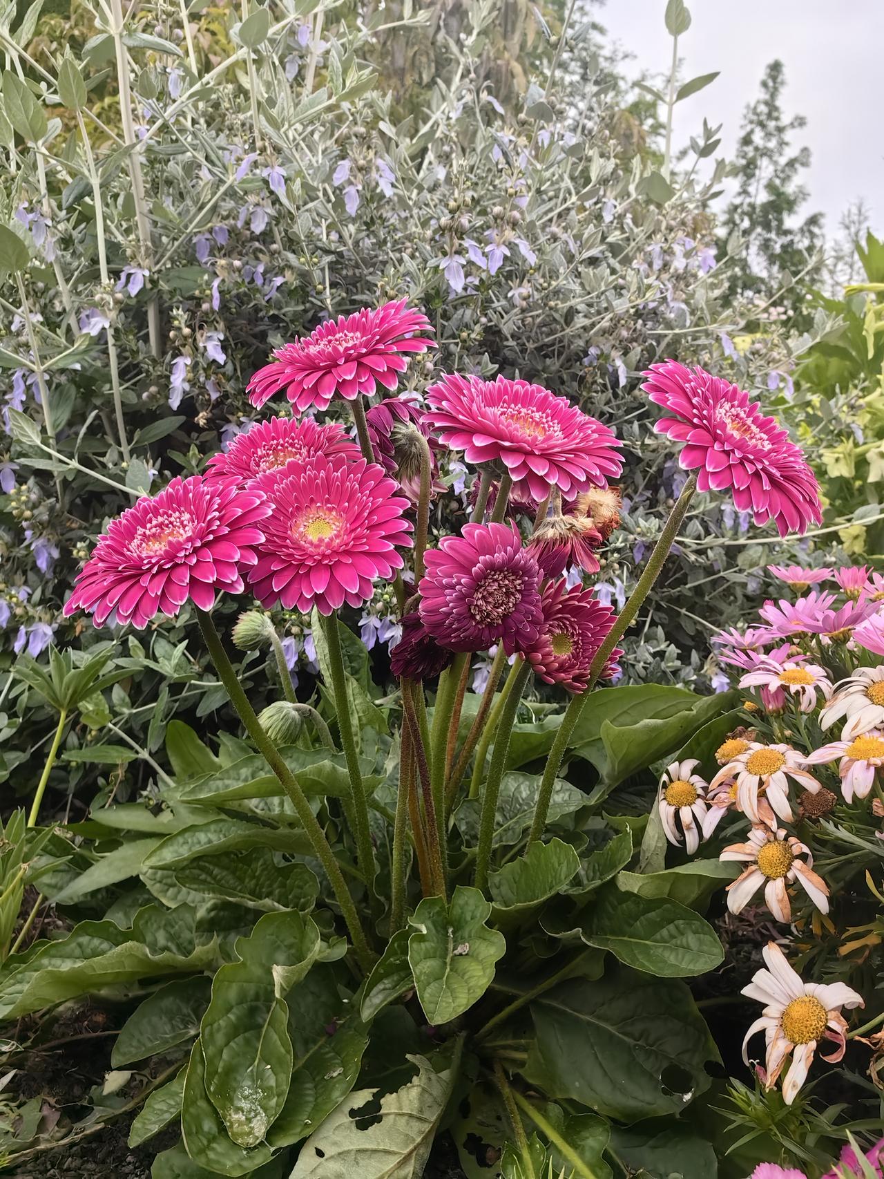 有粉丝问：538万资金能否获配100股中科仪。申购中科仪正股这事有点复