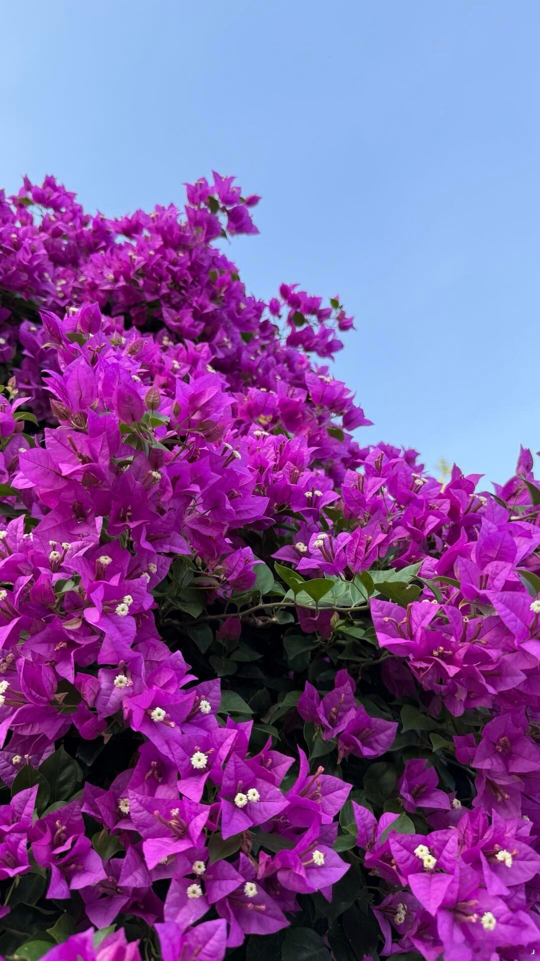 从刺里开出的花以为是花其实是五颜六色的叶子三角梅简直是植物界的“伪装大师”！用