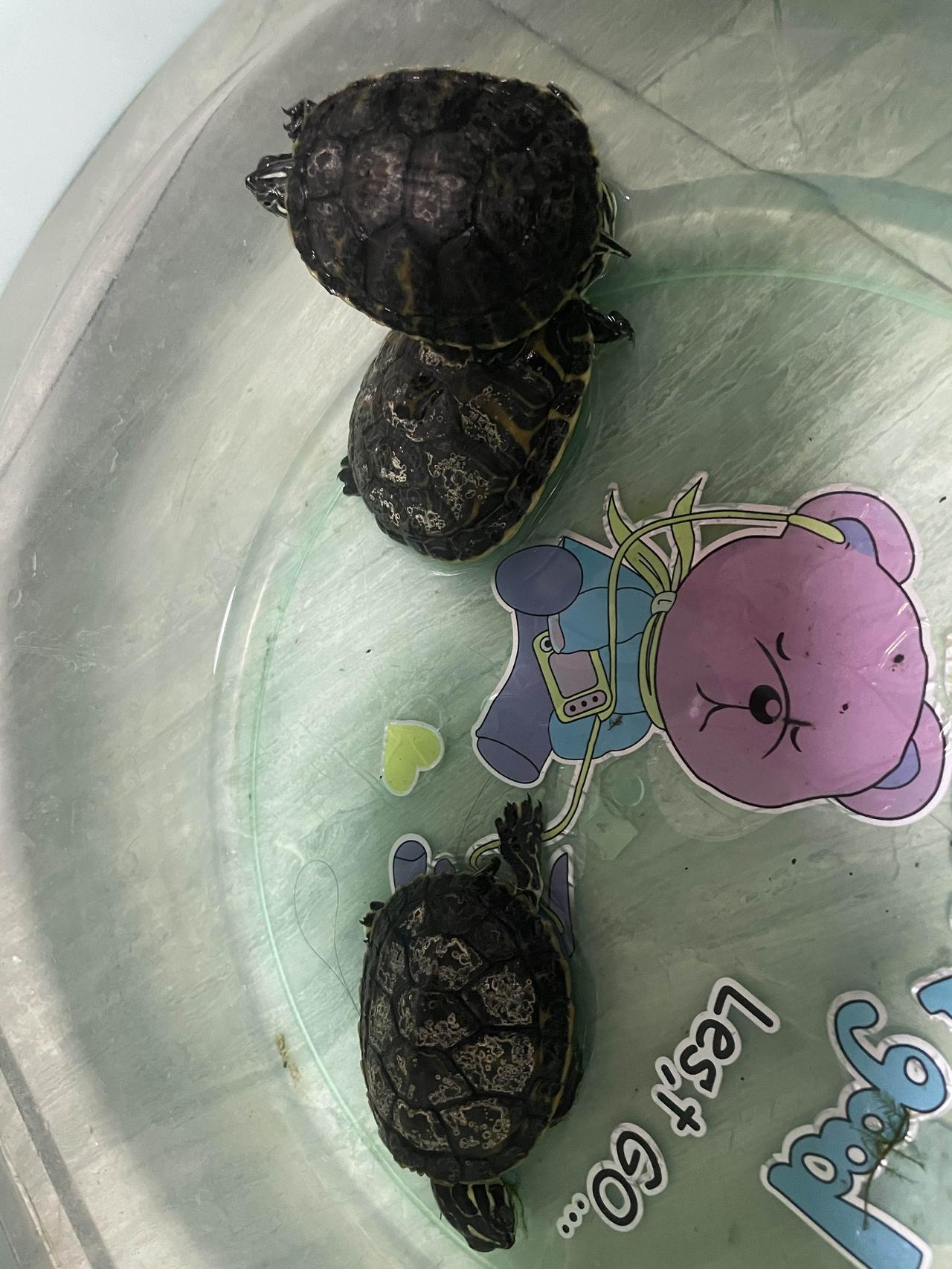 刚买的乌龟，背上是这样的，是什么原因？能不能养活？