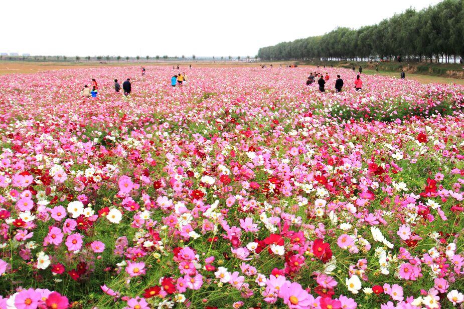 春光明媚赏花时当冬日的寒意还在角落里徘徊，春的脚步已悄然迈近。瞧，那第一缕春
