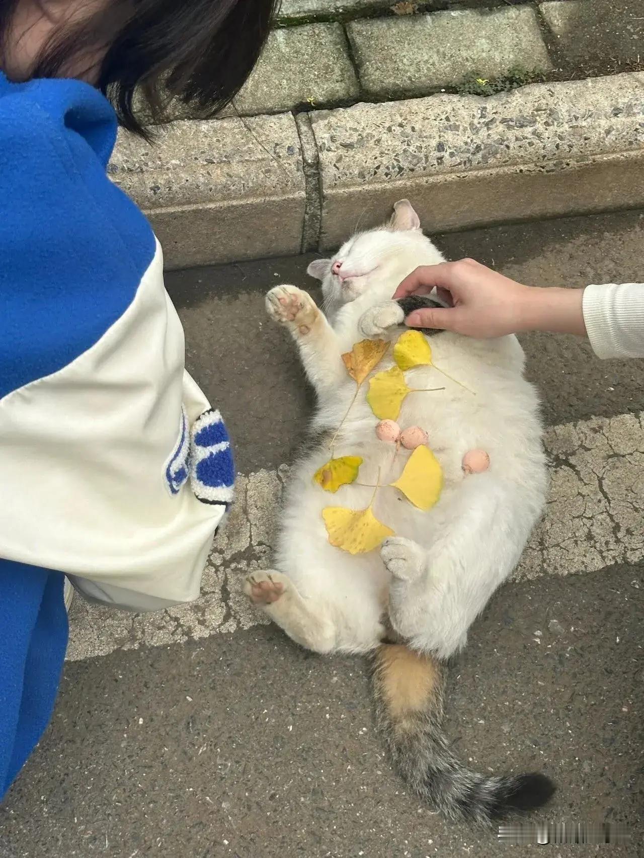 论校园猫对大学生的放心程度！