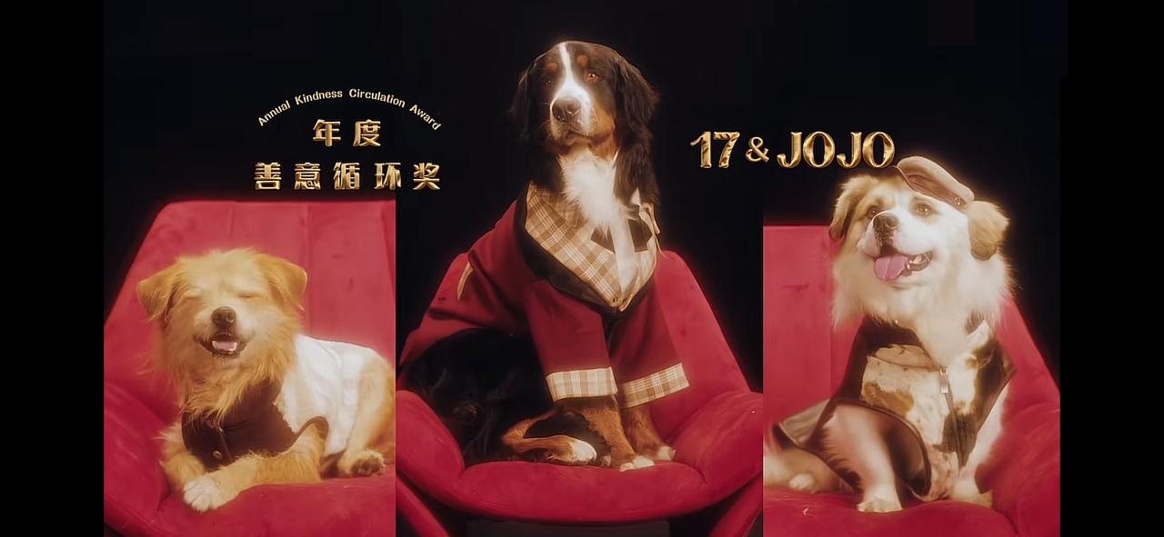 山东烟台，流浪犬17和伯恩山犬啾啾获奖了，这个奖在宠物界可是响当当的，一年就评一