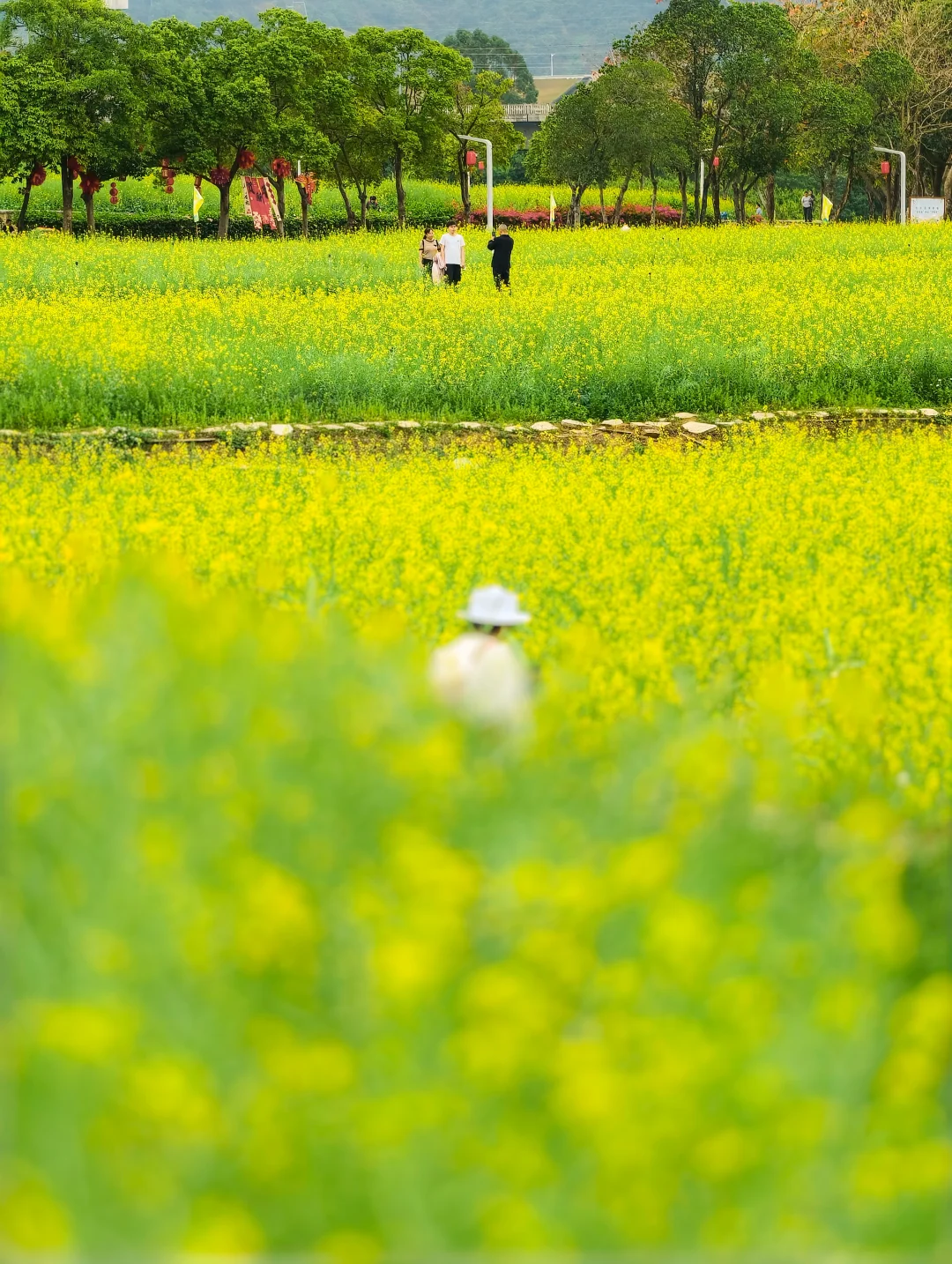 欢乐田园的油菜花海开好了🎉