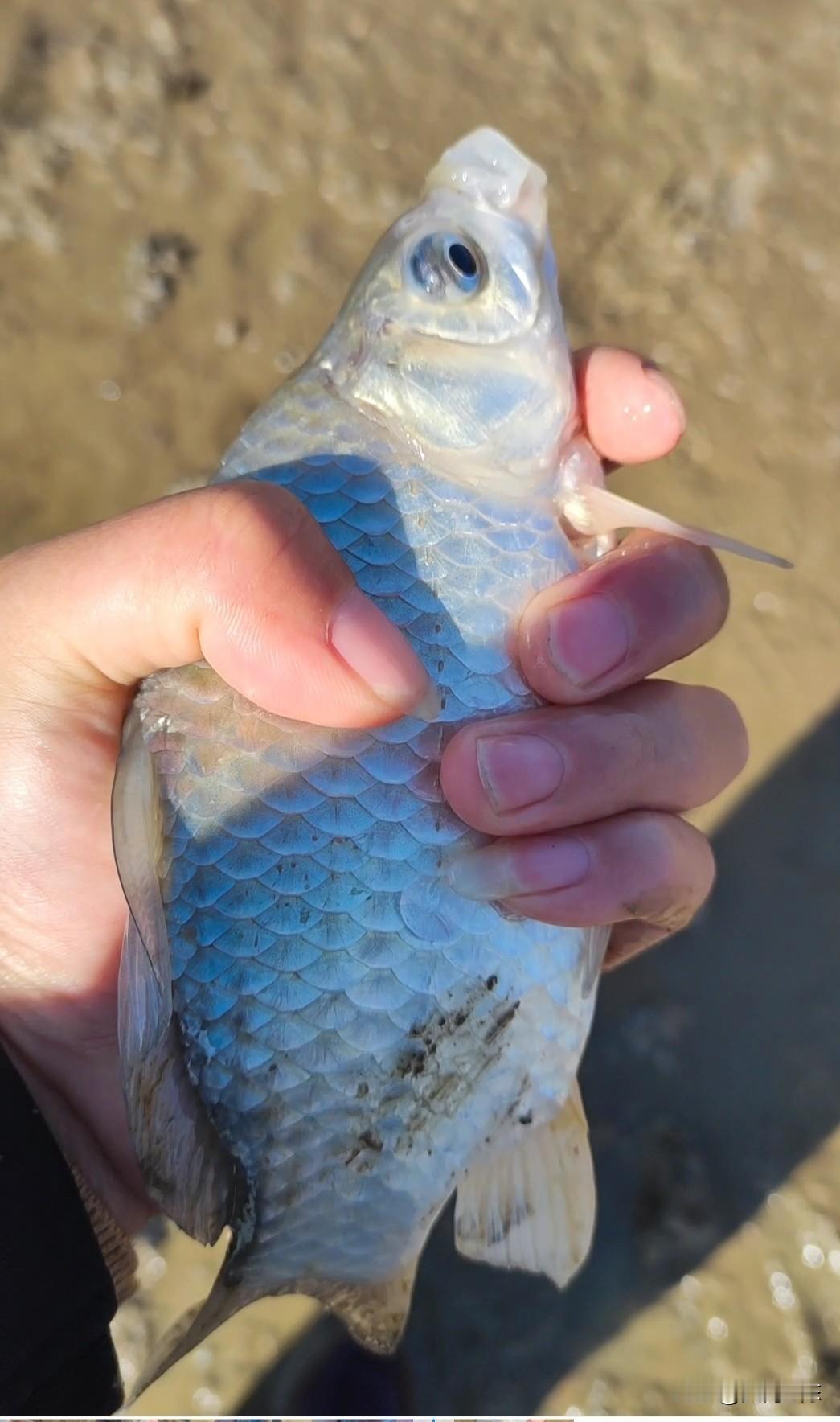 常规酒米打窝只能留鱼，诱鱼的意义不大。因为钓鲫鱼常规的酒米打窝后，酒米入水沉