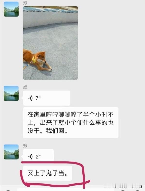 柴犬在家哼唧半小时，骗我出门遛弯，结果它就尿了个尿