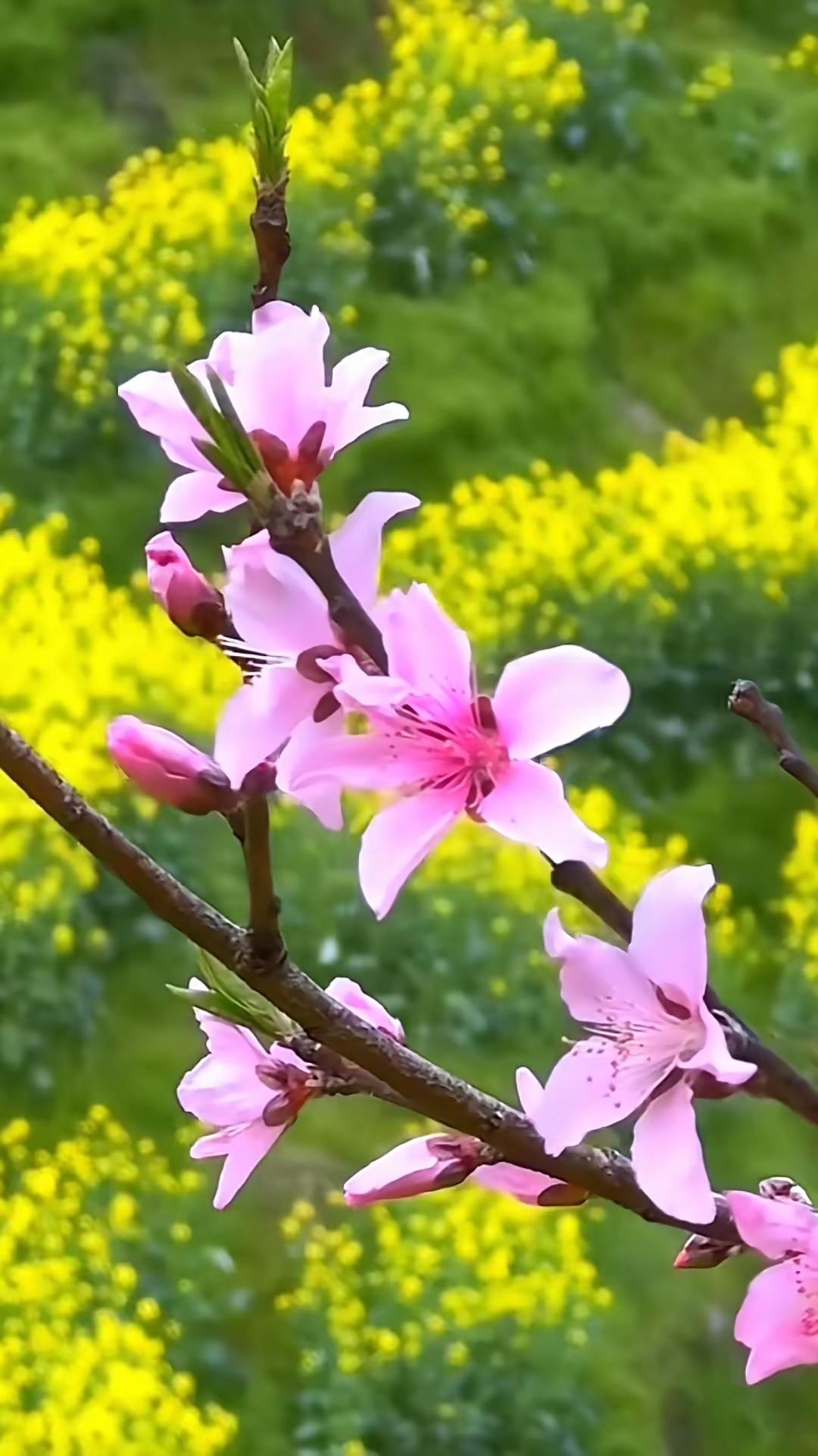 故乡杏园，花开成诗总念着故乡的春，念着那一片漫山遍野的杏树园。每到东风渐暖
