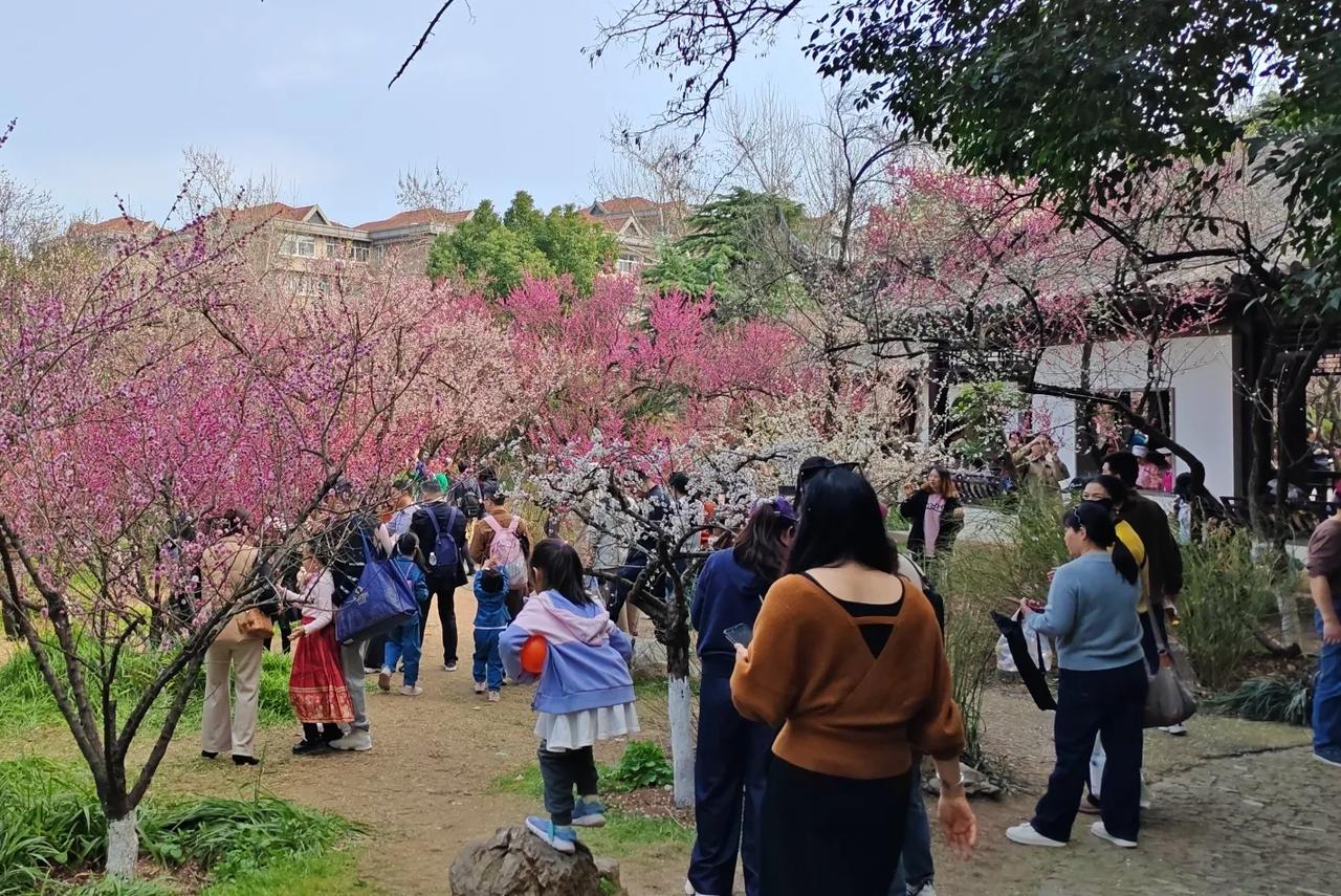 南京人喜欢赏梅花南京人爱赏梅花是有原因的。南京的梅花种类繁多，