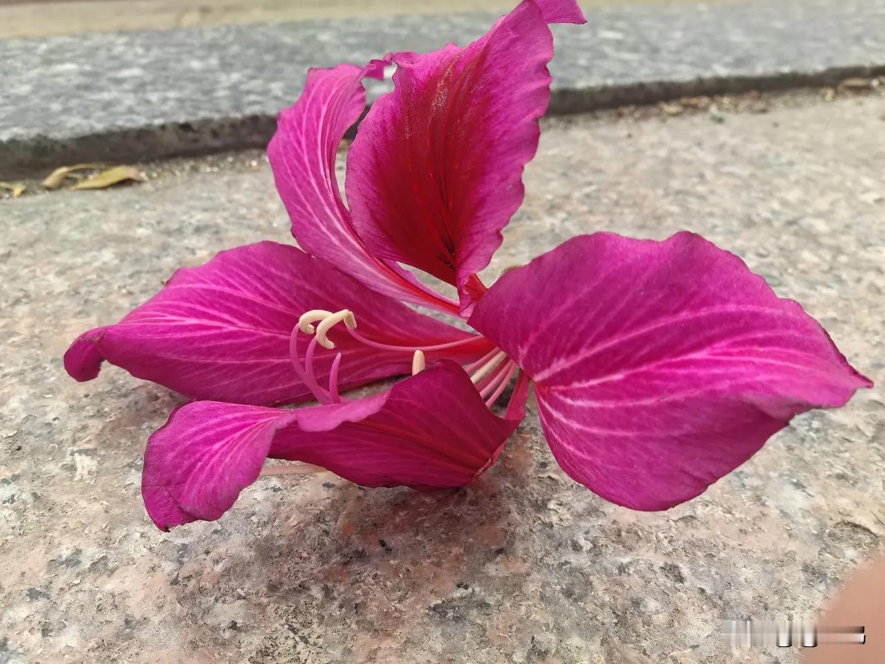 那些盛开的花朵花开花落，人生百态！（原图片分享）