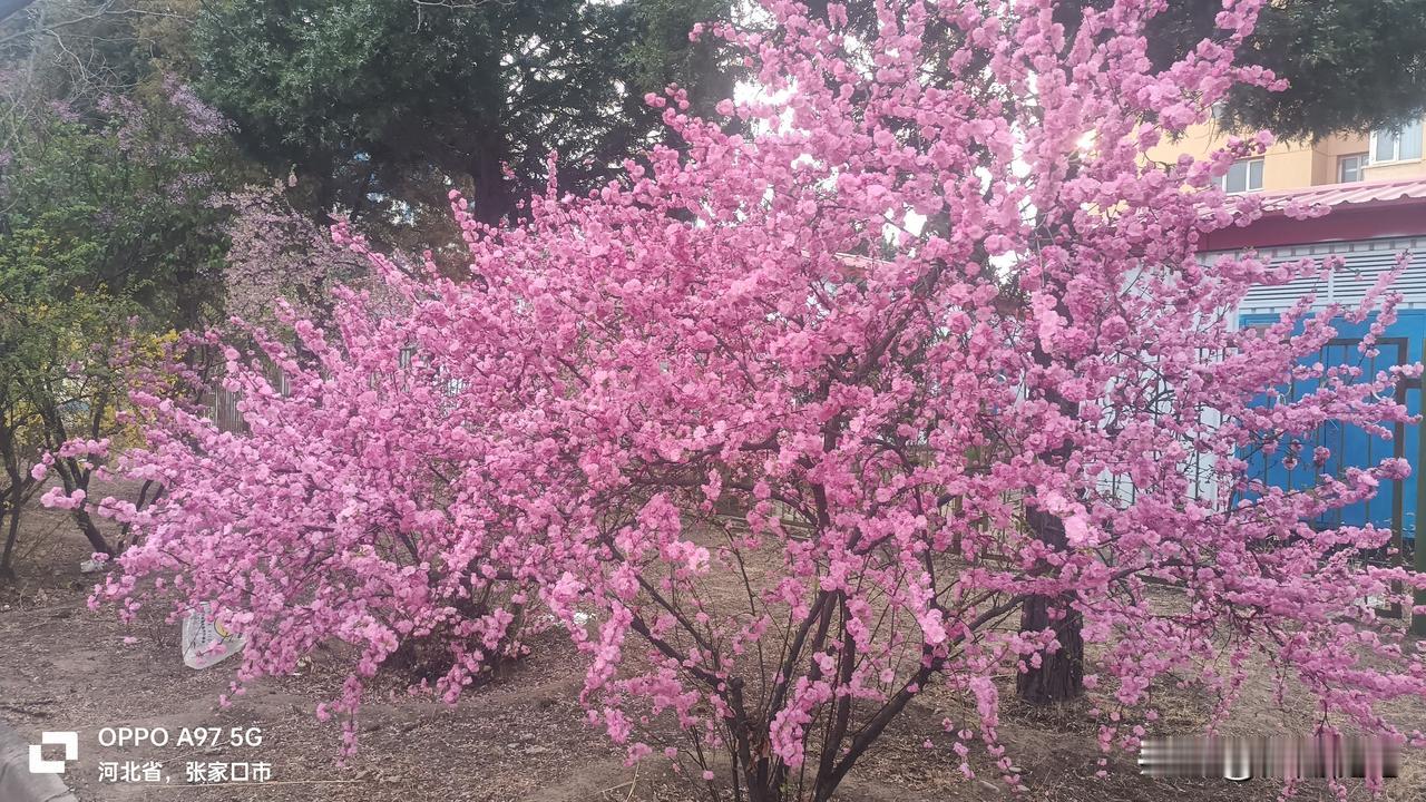 1. 小区花树开得真好，粉艳艳的，把家旁的春光都留住啦。​2. 满枝繁花真喜