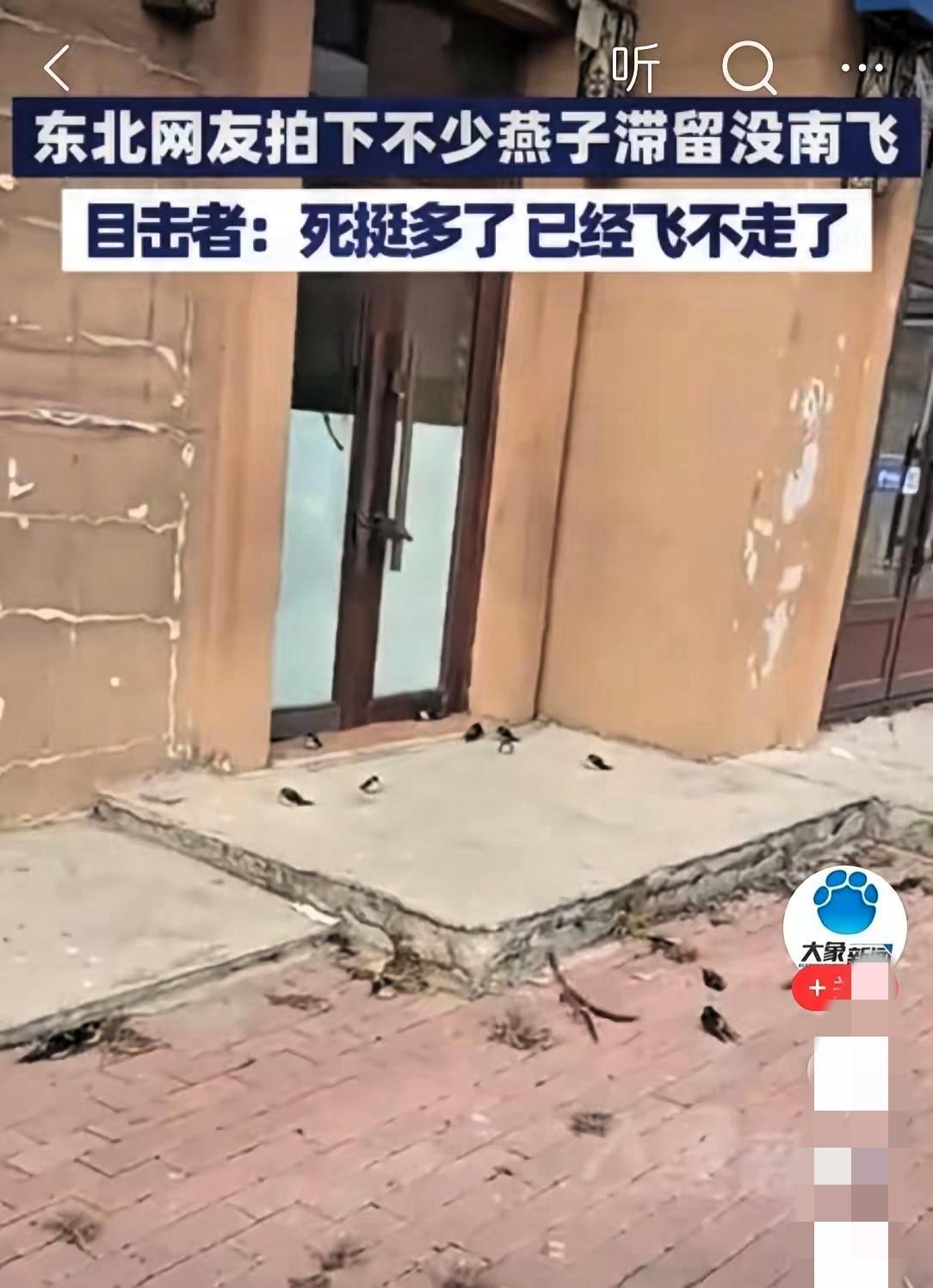 东北的燕子居然不南飞，冻死了还滞留原地？这哪是小动物“犯糊涂”，明明是气候乱了套