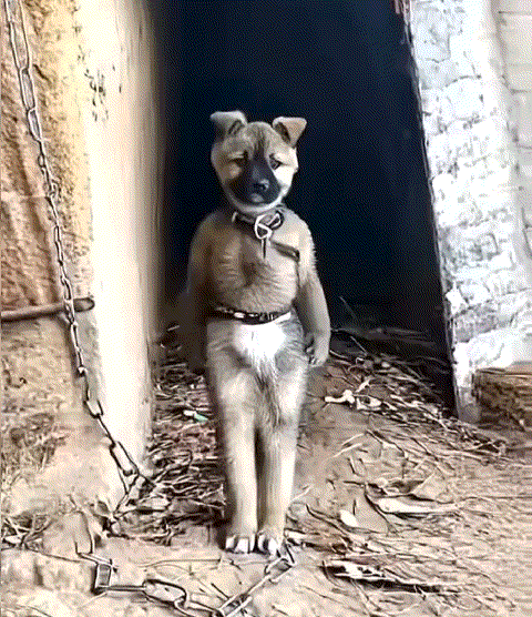 网友:起的太猛了，看到一只狗子在打拳！