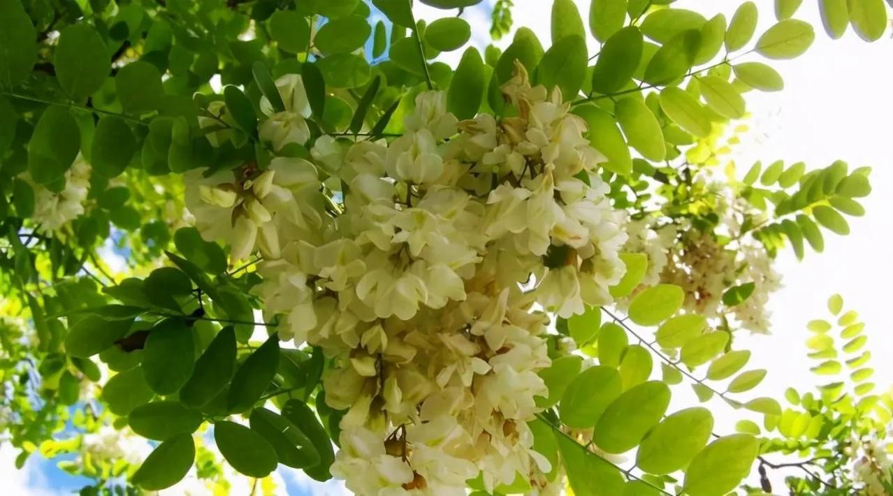 春风拂过，枝头挂满雪白的槐花，一串串、一簇簇，素雅又干净。没有桃李的艳丽，