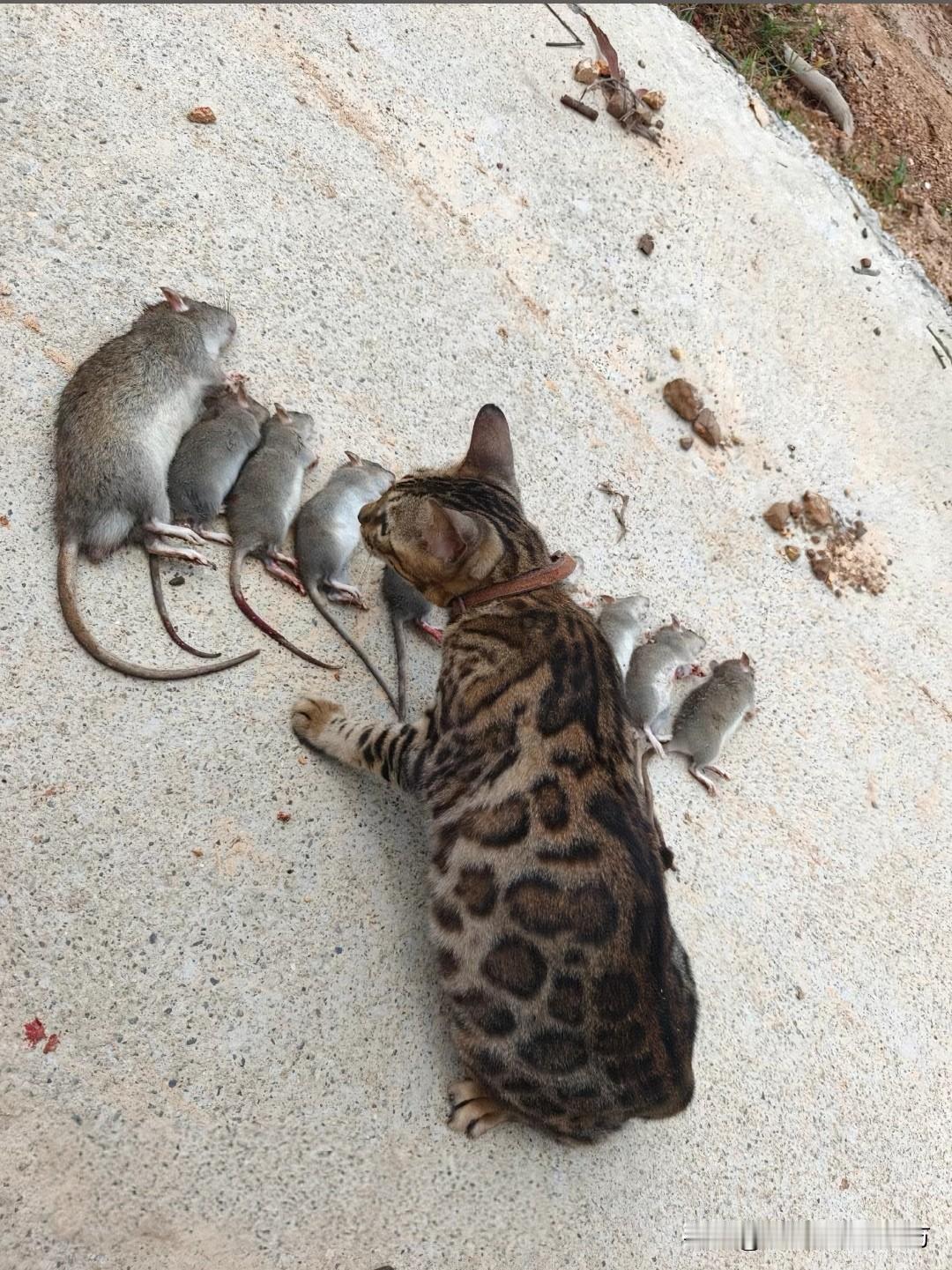 [呲牙笑]嚯嚯嚯，真能干啊！捕鼠能手！什么品种？豹猫？萨凡纳猫？