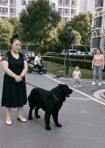 换我，直接把狗宰了