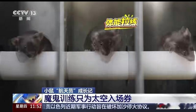 中国首次亮相！4只小鼠上太空？鼠道难难于上青天！“它们能成功吗？”