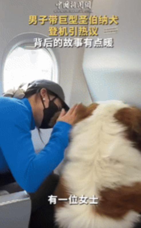 3月20日一架哈尔滨飞往北京的客机上，竟然出现了只巨型圣伯纳犬，乘客们惊讶不已，