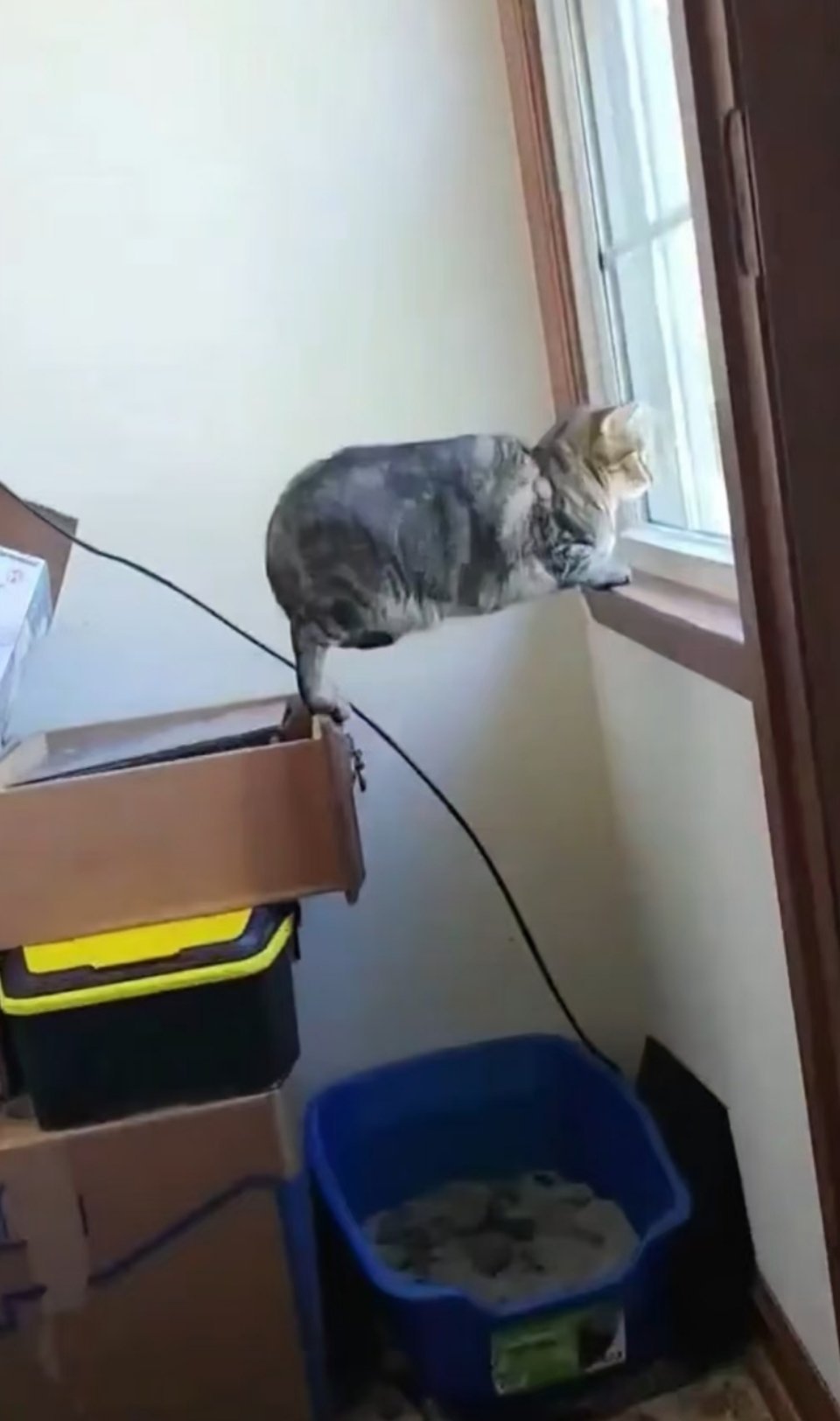 小猫的支撑力​​​