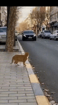 猫界“老油条”！谁懂啊！路上偶遇一只成精的小猫咪，看到豪车开过来，麻溜地就往车头