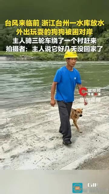 戳心了！浙江，一只大黄狗出门玩水，被水库放水困住，蹲地崩溃哀嚎，狗狗以为自己回不