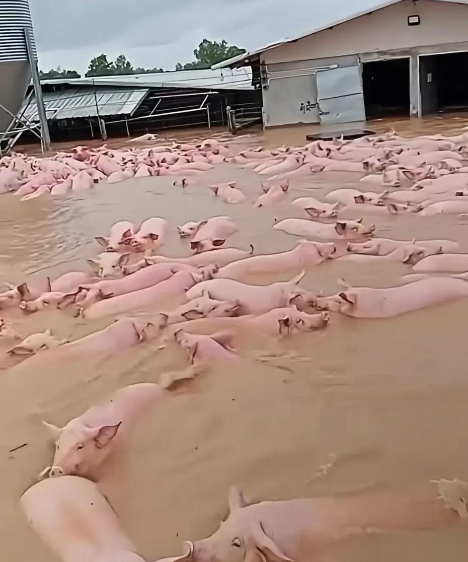 一次暴雨的袭击后，猪猪们都学会游泳了[赞]