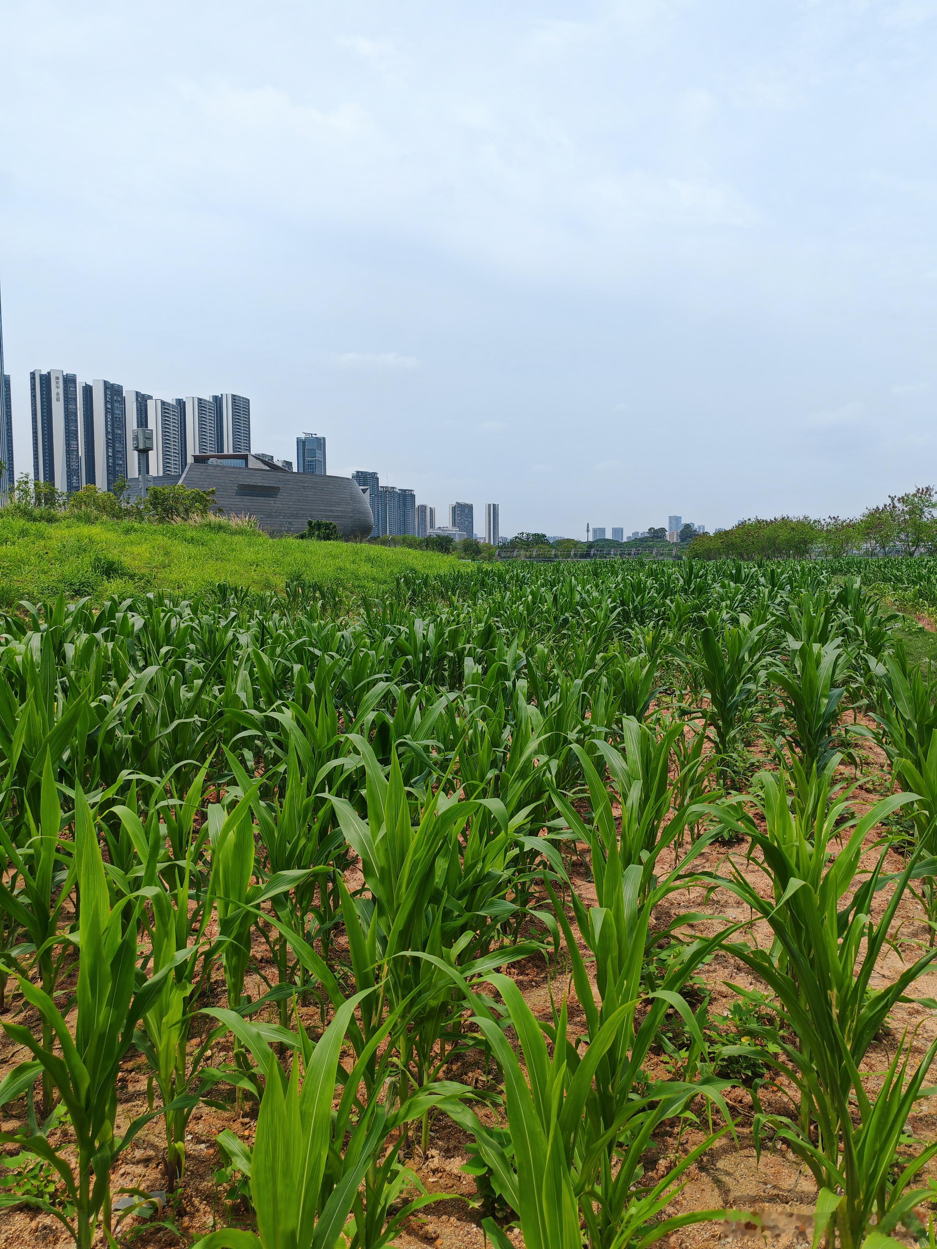 4月快结束了，都汇报一下本月炒股收益吧，不许撒谎。