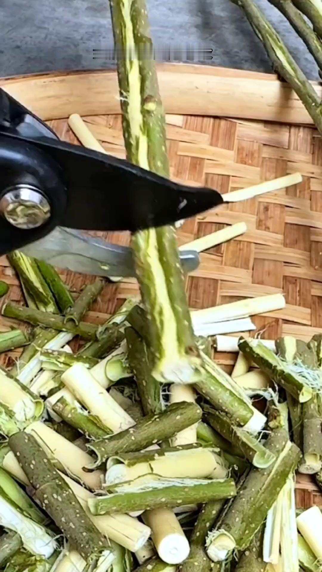 🌿桑枝处理原来这么简单！一直以为要很复杂的步骤，没想到采回家敲打、剪小段、晒干