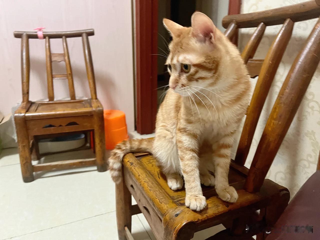 帮助过那么多猫咪，这次我自己的都不知道还能不能顺利回归。每天都会去看它，也不知道