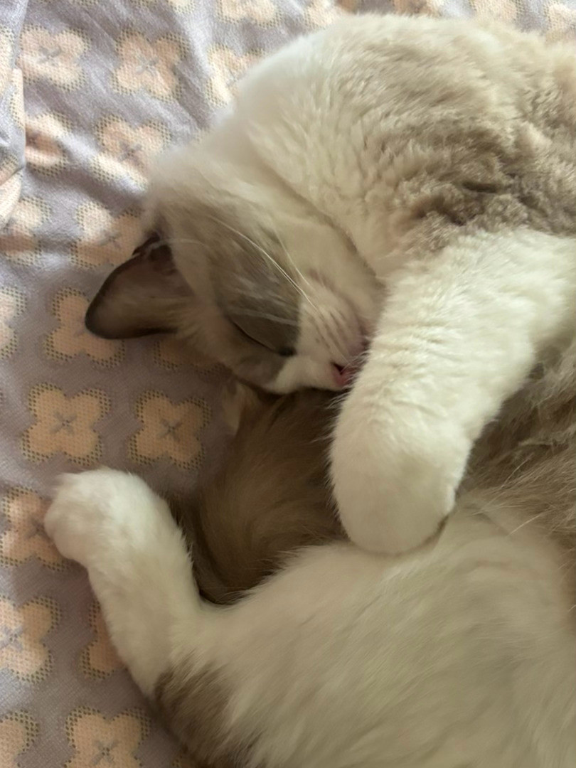 猪猫睡觉​​​