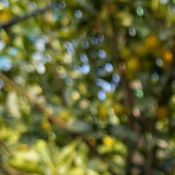 种植1200金桔🍊🍊🍊的种植方法种植方法1.生根粉用水准备生根粉。新移植