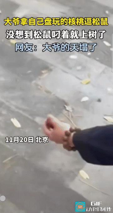 “这下大爷的天塌了!”北京，一位大爷怎么也没想到，自己一时兴起逗松鼠的举动，竟让