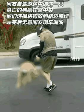 好人好报！一男子在国道上开车，突然发现前方路面有一只狗的尸体，他不想狗子曝尸马路