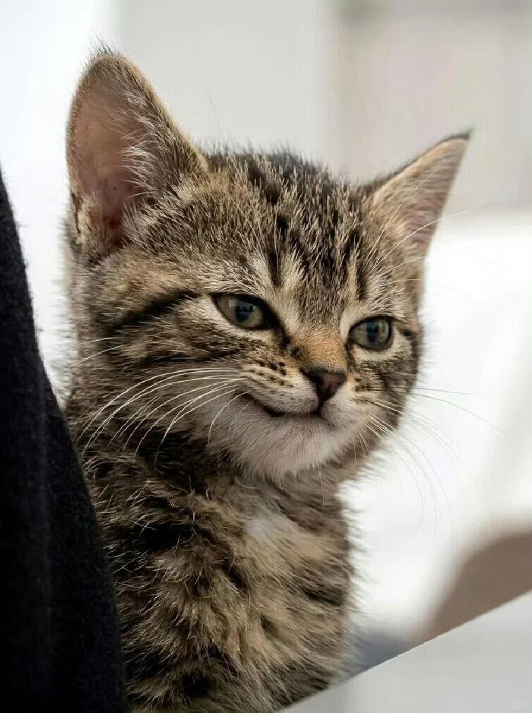 刷到这只🐱完全是在思索怎么欺负臭烨的姬霸总来的[滑稽笑]​