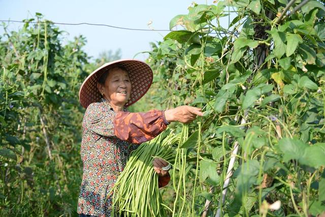 豆角结荚少? 学会这5招, 豆角多到摘不完! 老农亲测有效