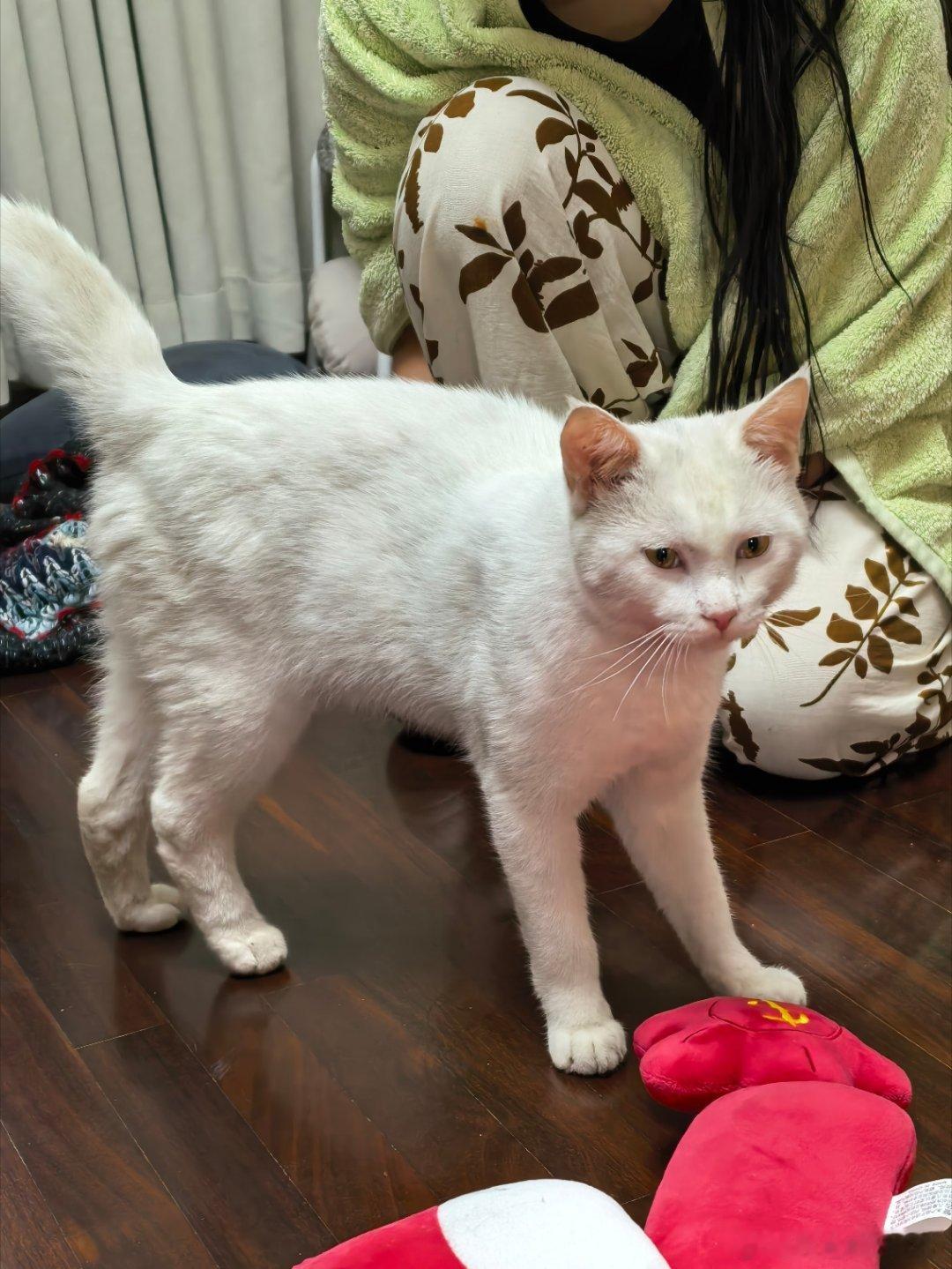谁家弃养的猫，跑到我家来觅食了，很粘人虽然我想收养，但女儿觉得不是从小养大的，不