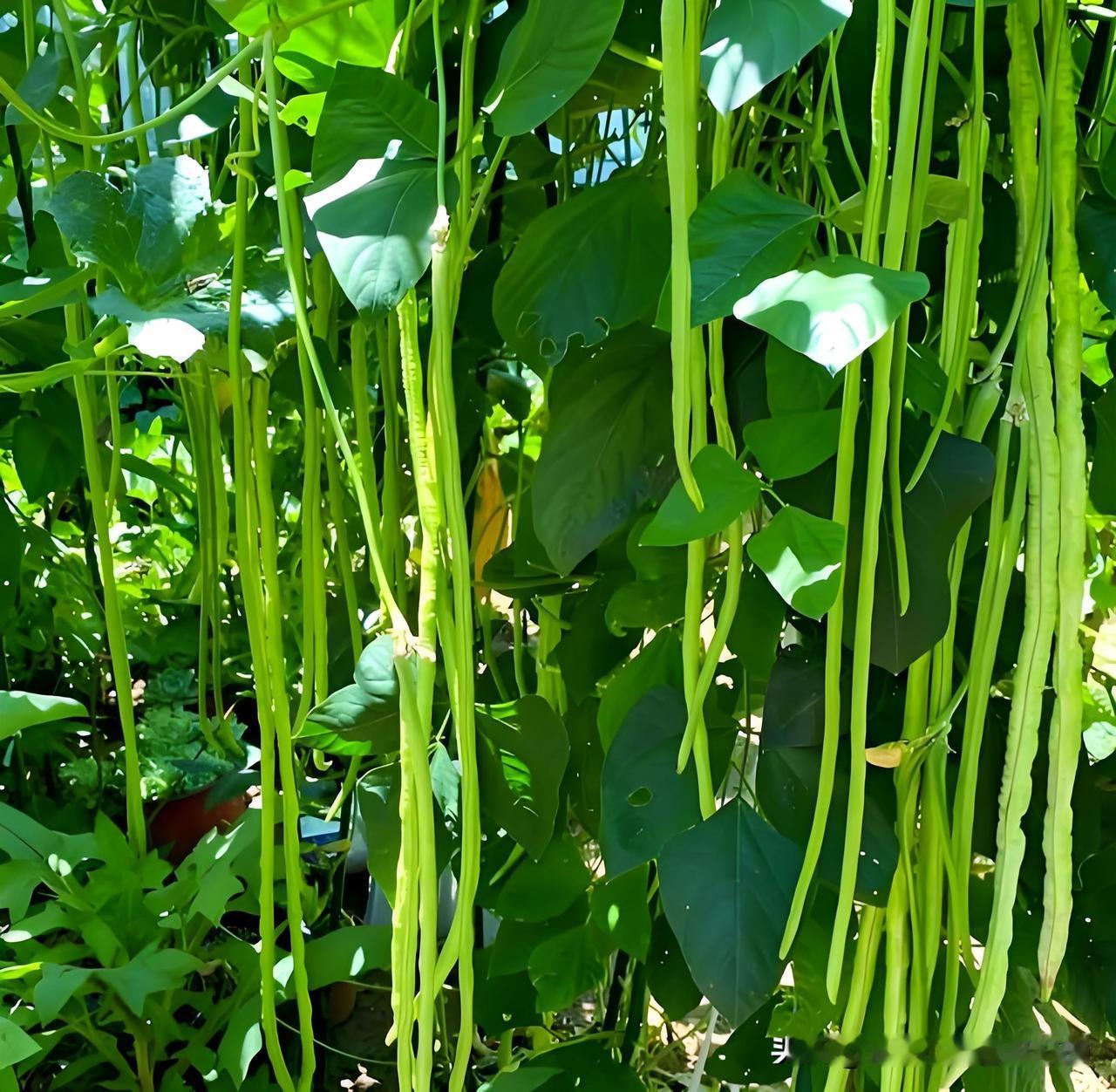 种植豆角5个小技巧，3个月都摘不完1. 苗期控水：别多浇，保持土壤微干，让