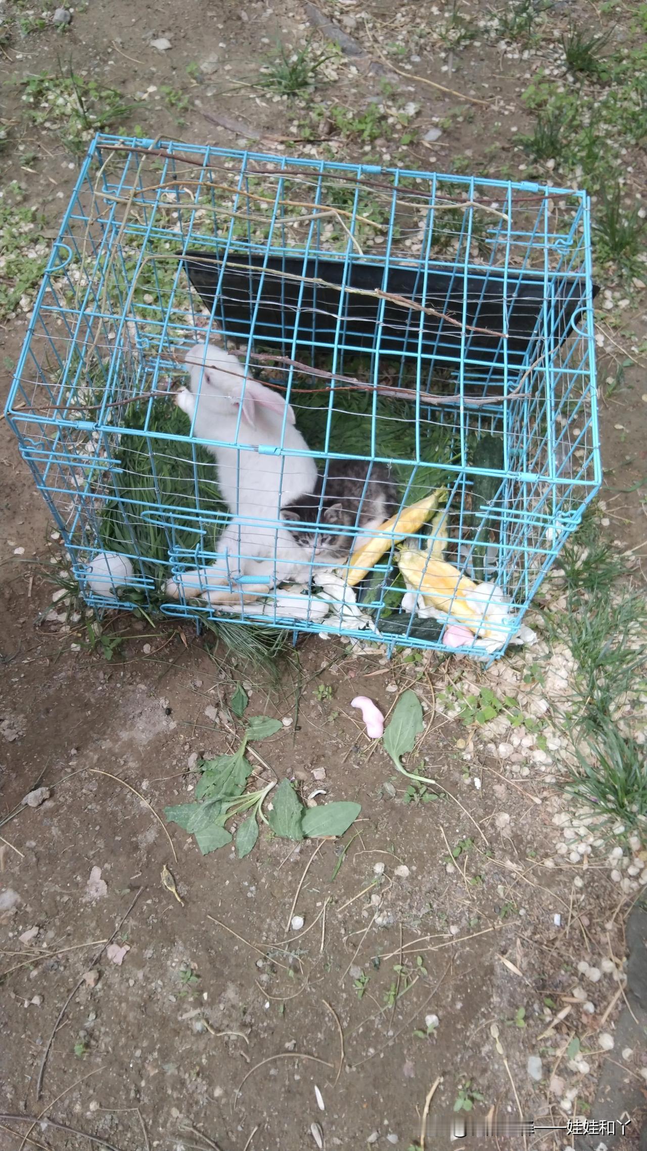 这个兔子和小猫咪太可怜了，它们能住在一起吗？谁家的主人这么不懂事，这么不明事理。