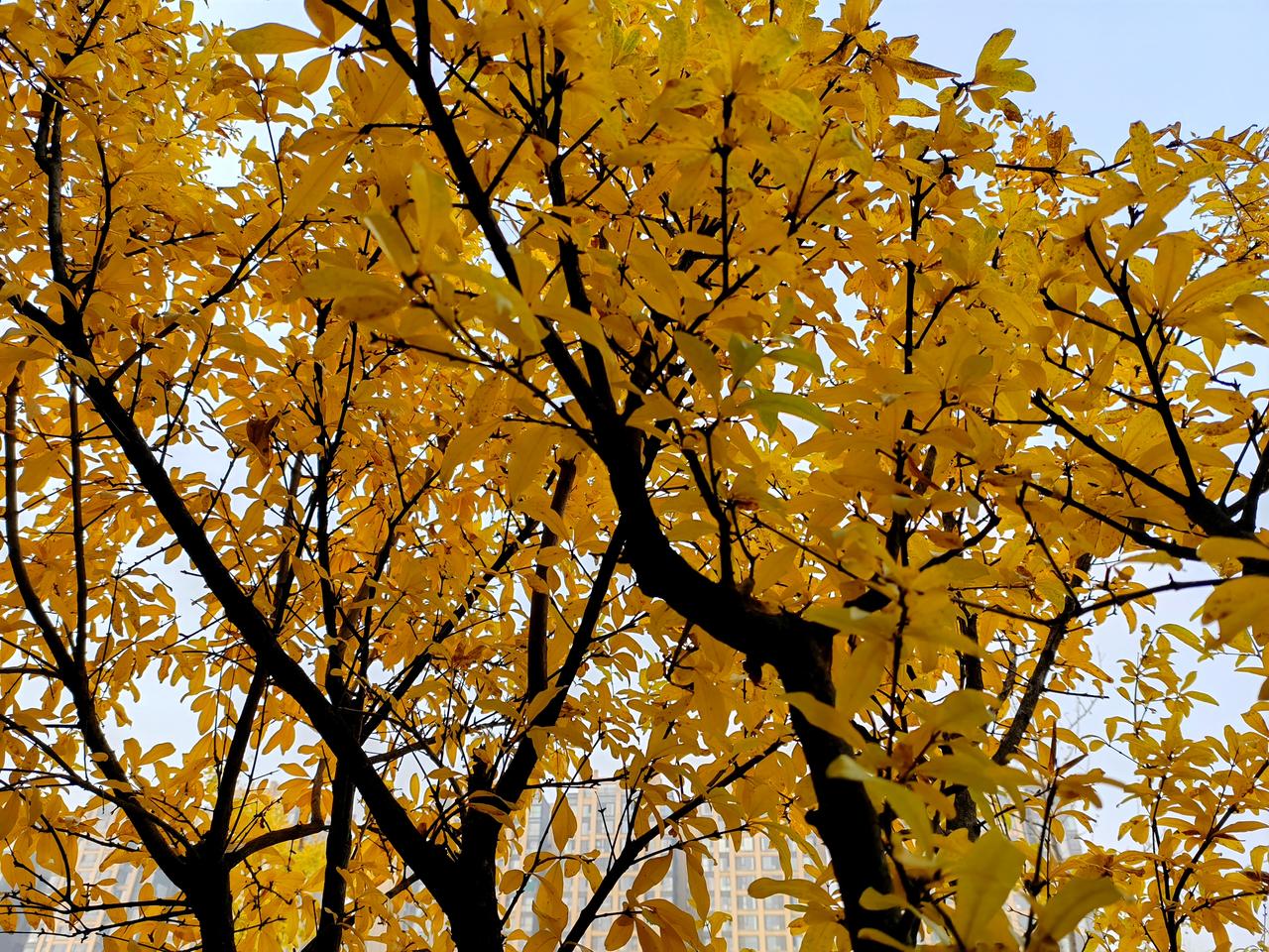 冬叶落尽时，整片林子呈现出奇异的景象——那些失去叶子的枝干上，竟缀满了未曾飘落的