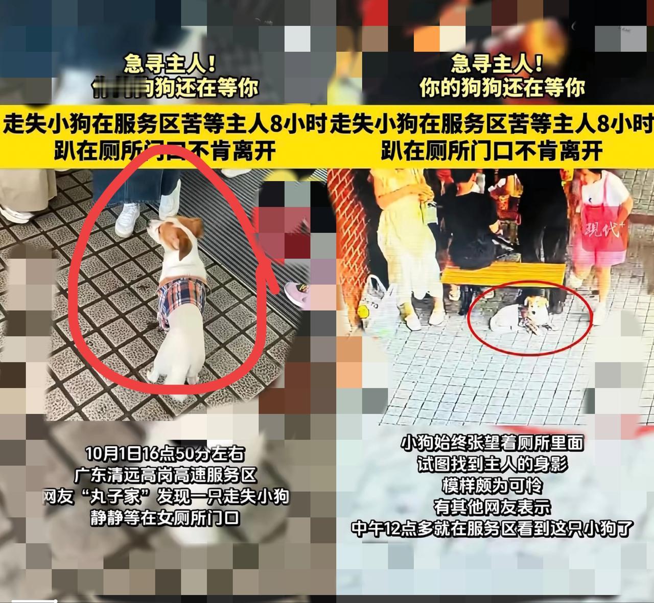 国庆中秋高速上这幕太戳心！广东清远服务区，小白狗趴在厕所门口一