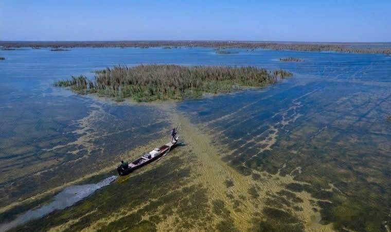 🏞️奇巴伊什沼泽，位于伊拉克南部的济加尔省，是美索不达米亚湿地群中最古老、也