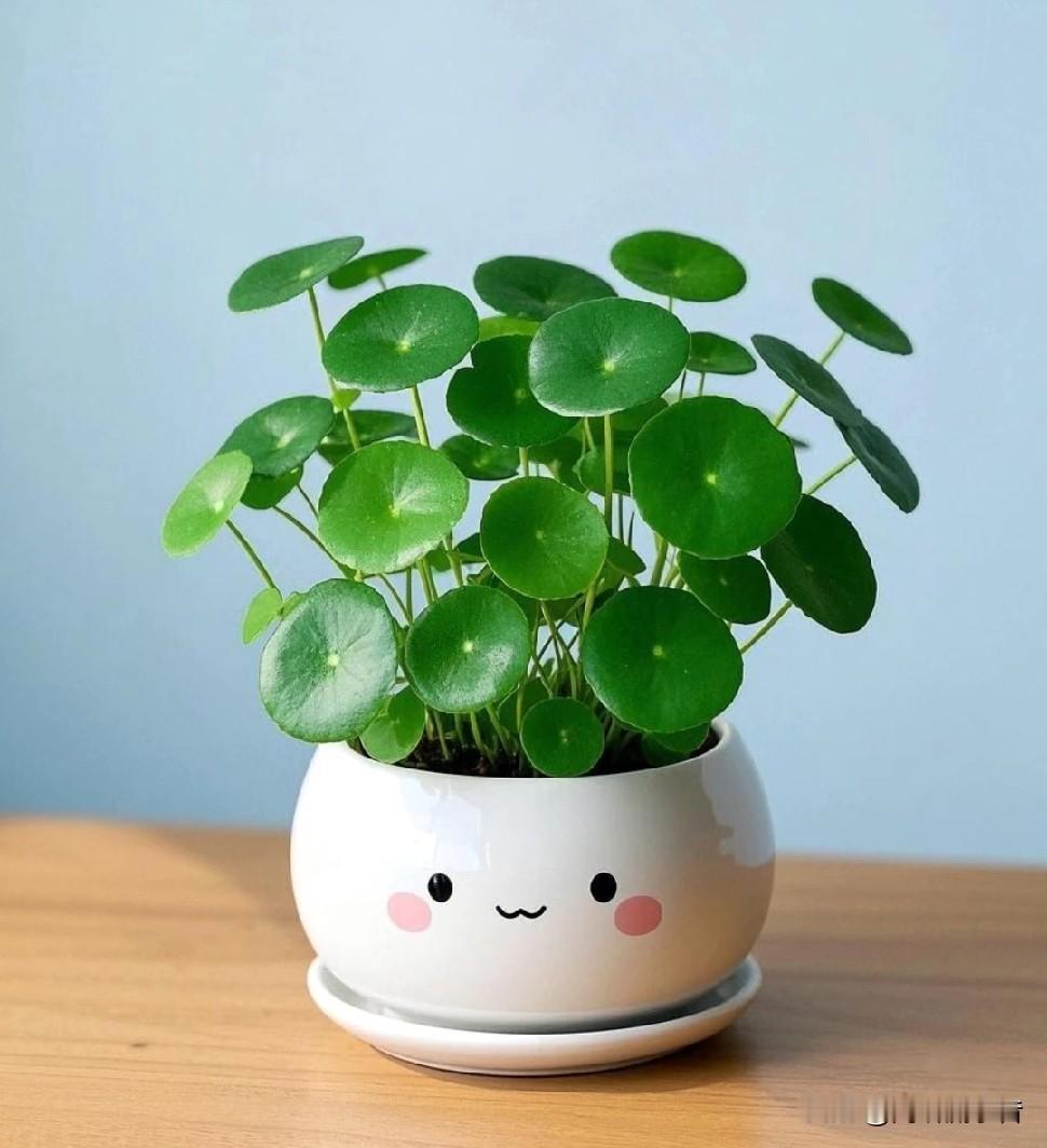 《我家的“铜钱草小可爱”》你看我家这盆铜钱草，长得多精神！圆滚滚的叶子跟小