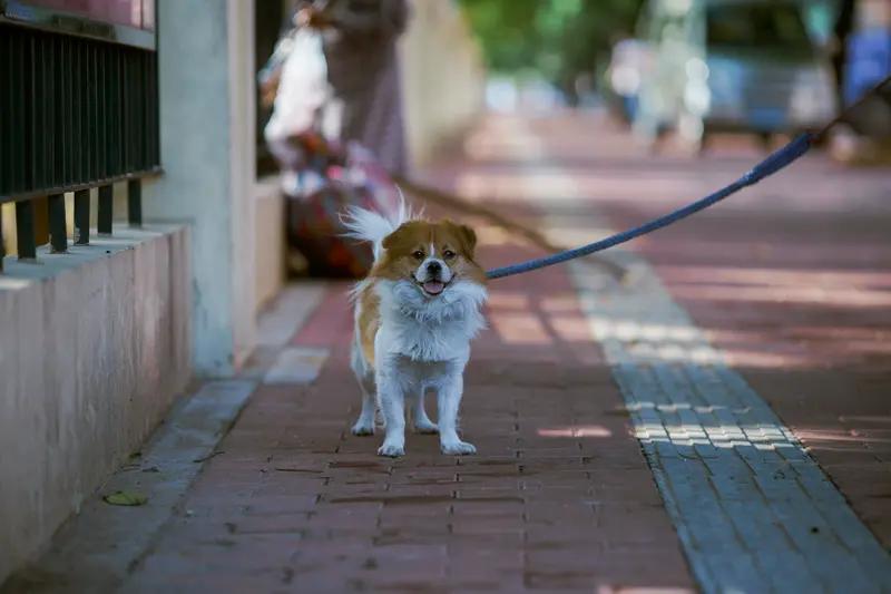 这个问题，城市小区可以养狗但是从5月1号起，要执行以下规定。带狗出门栓绳，套狗嘴